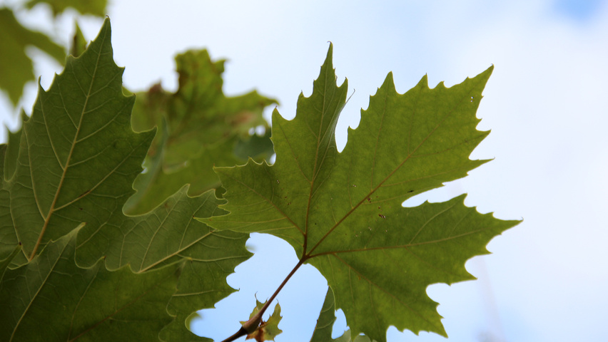 Platanus x hispanica 'Eindhoven' liście