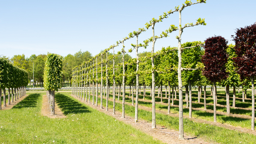 Platanus x hispanica espalier