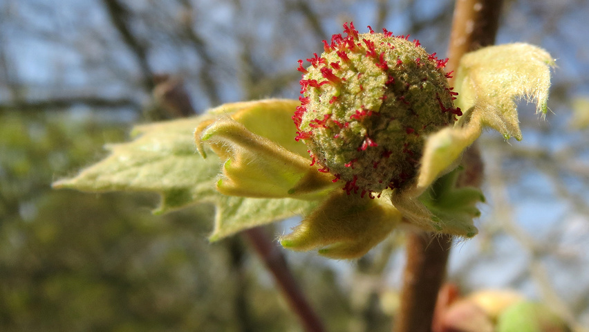 Platanus x hispanica fleurs