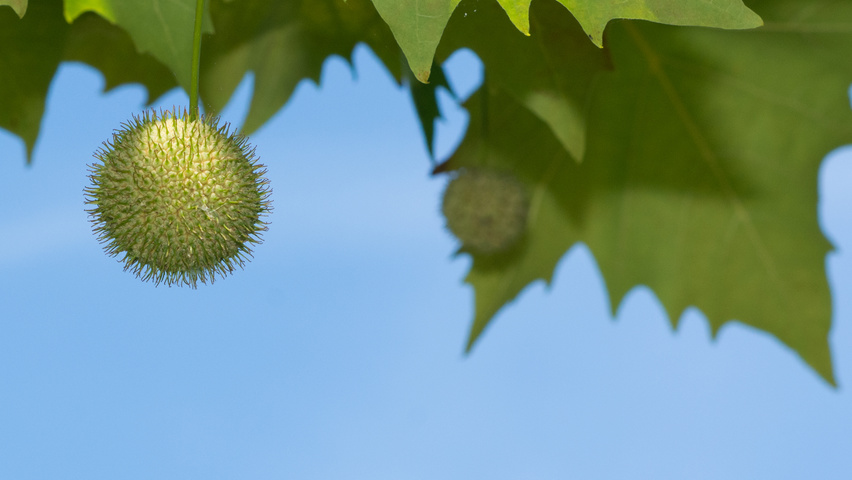 Platanus x hispanica fruits