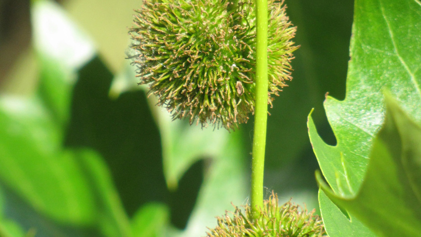 Platanus x hispanica fruits