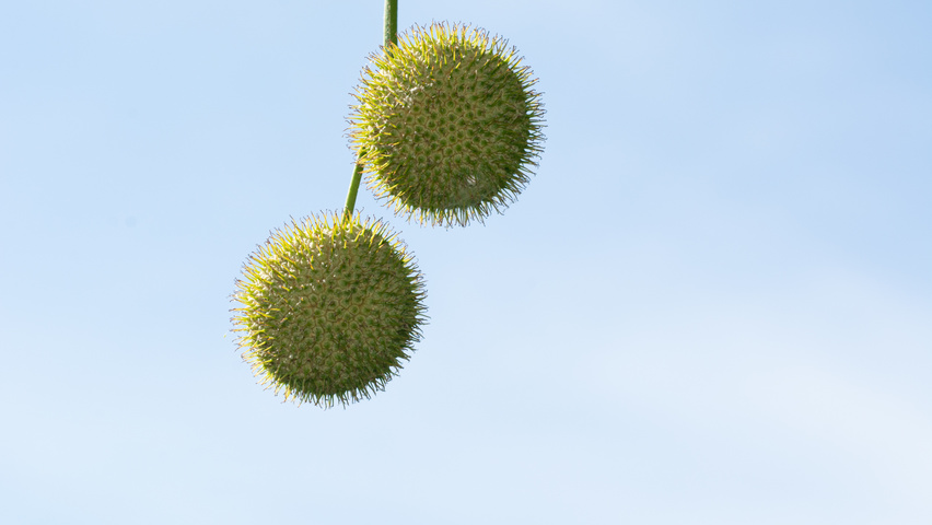 Platanus x hispanica fruits