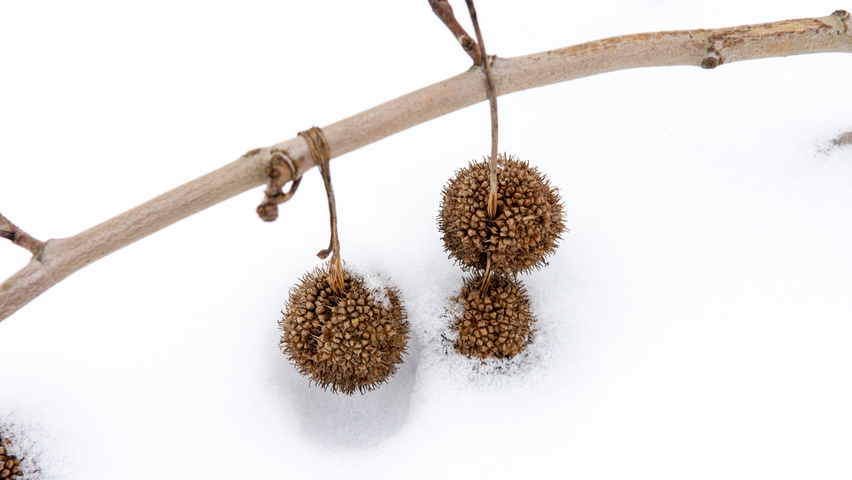 Platanus x hispanica fruits