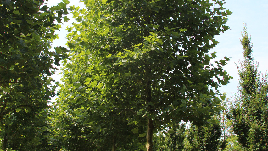 Platanus x hispanica haute tige
