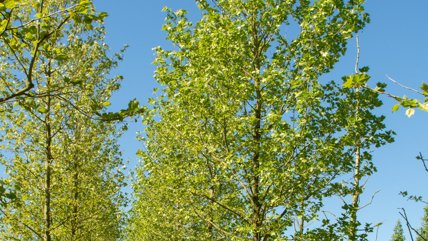Platanus x hispanica haute tige
