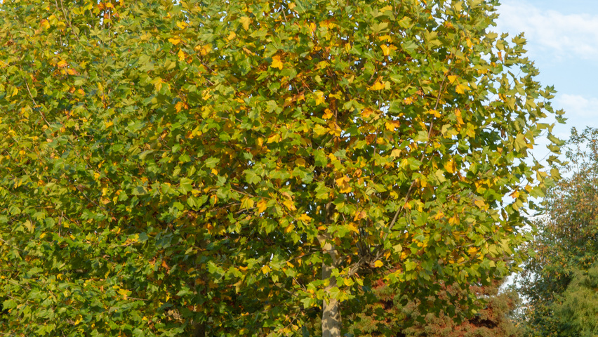 Platanus x hispanica haute tige
