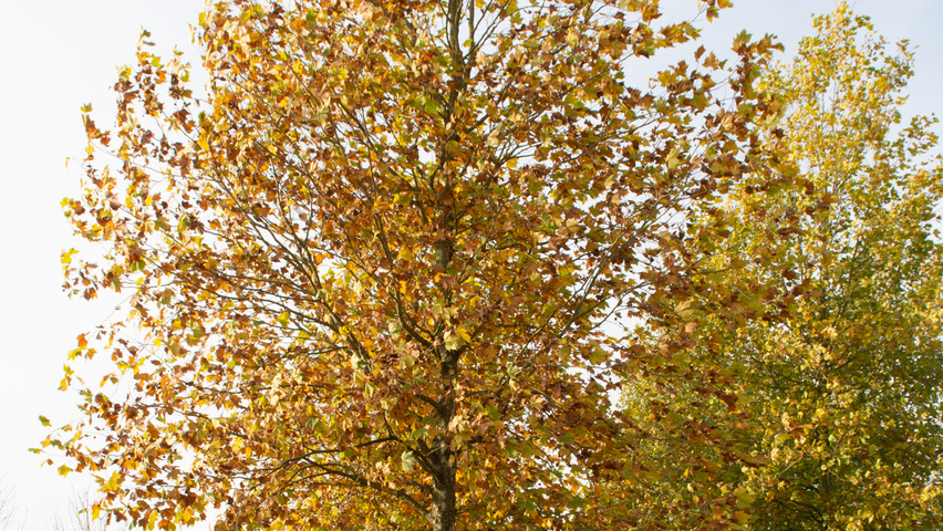 Platanus x hispanica haute tige