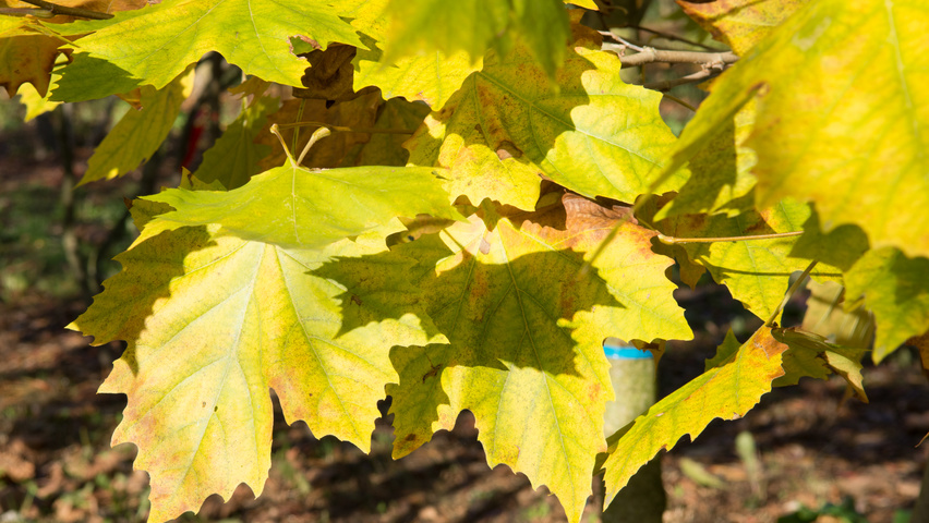 Platanus x hispanica 'Huissen' autumn leaves