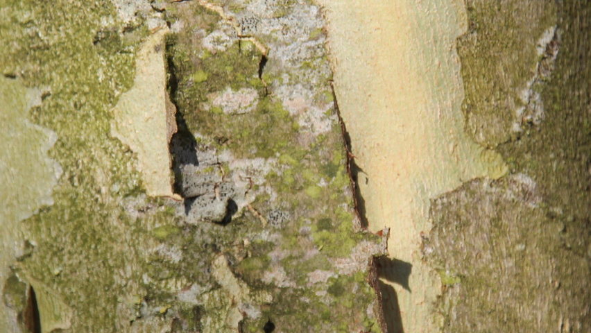 Platanus x hispanica 'Huissen' bark