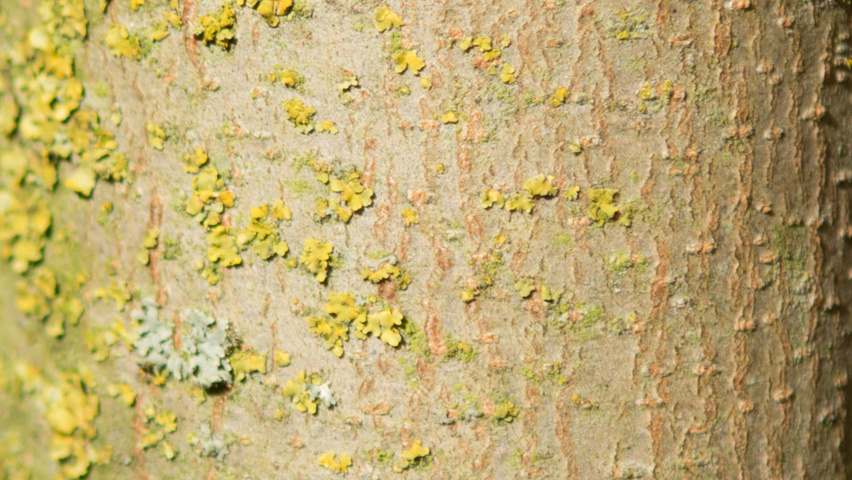 Platanus x hispanica 'Huissen' bark