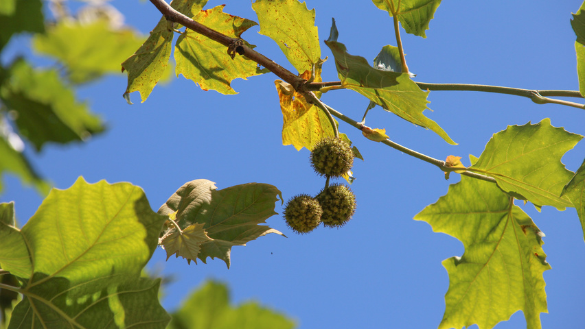 Platanus x hispanica 'Huissen' fruits