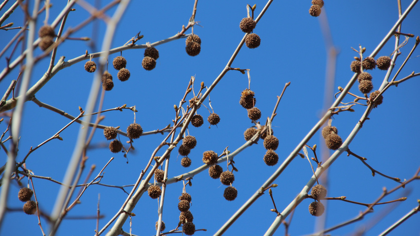 Platanus x hispanica 'Huissen' fruits