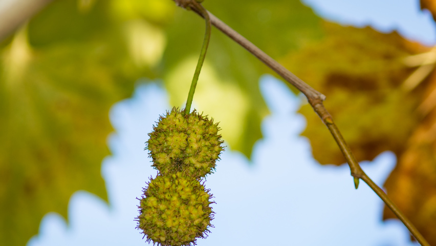 Platanus x hispanica 'Huissen' fruits
