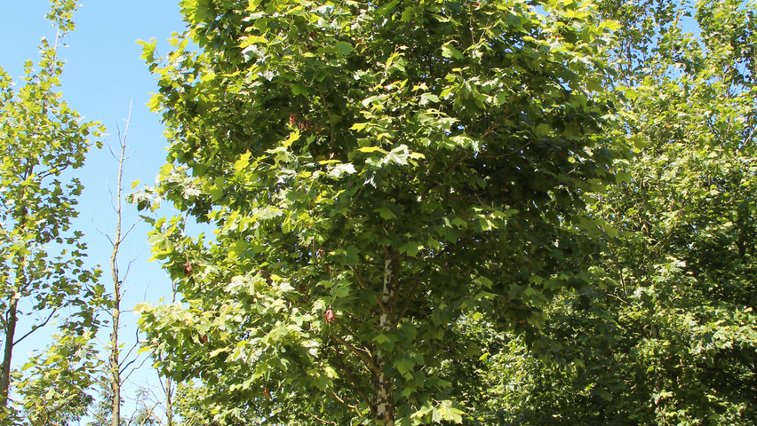 Platanus x hispanica 'Huissen' standard tree