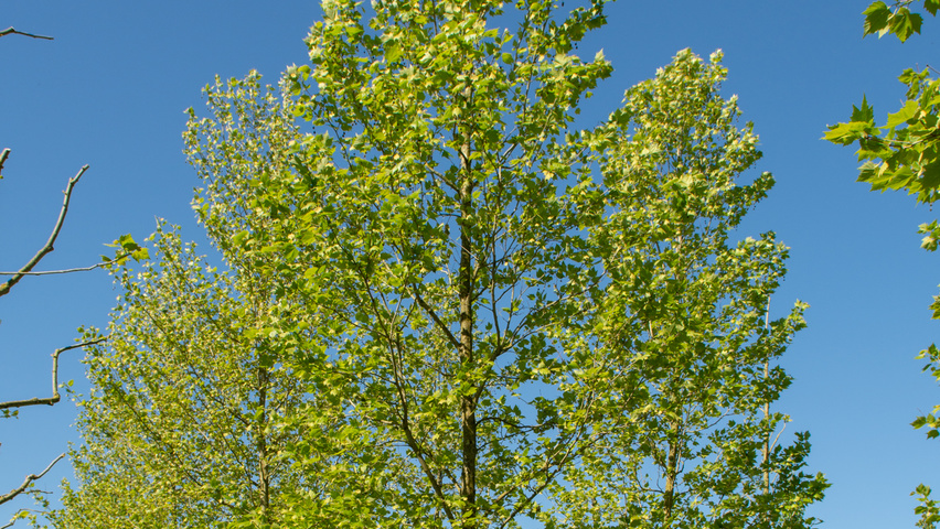 Platanus x hispanica 'Huissen' standard tree