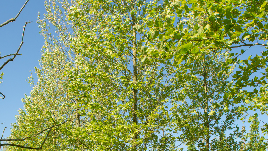 Platanus x hispanica 'Huissen' standard tree