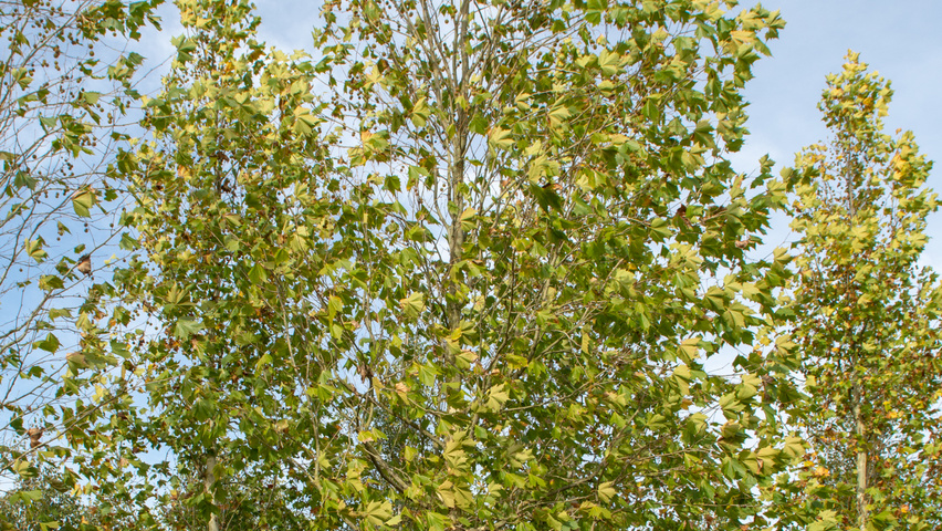 Platanus x hispanica 'Huissen' standard tree