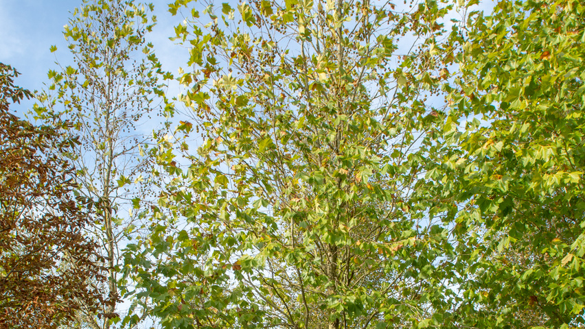 Platanus x hispanica 'Huissen' standard tree