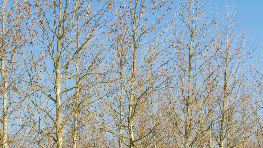 Platanus x hispanica 'Huissen' standard tree