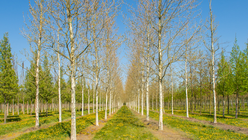 Platanus x hispanica 'Huissen' standard tree