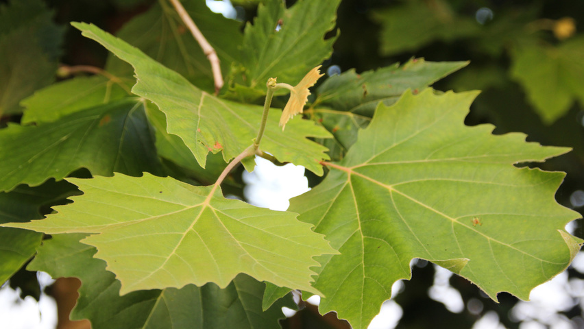 Platanus x hispanica 'Huissen' leaves