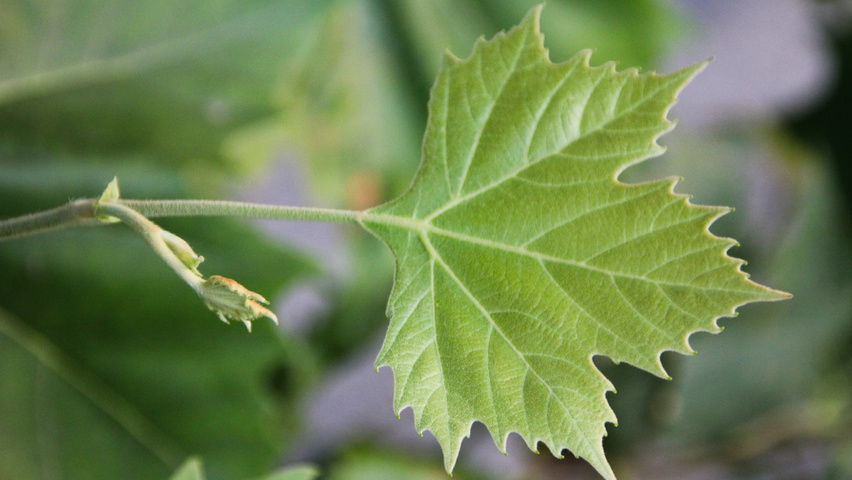 Platanus x hispanica 'Huissen' leaves