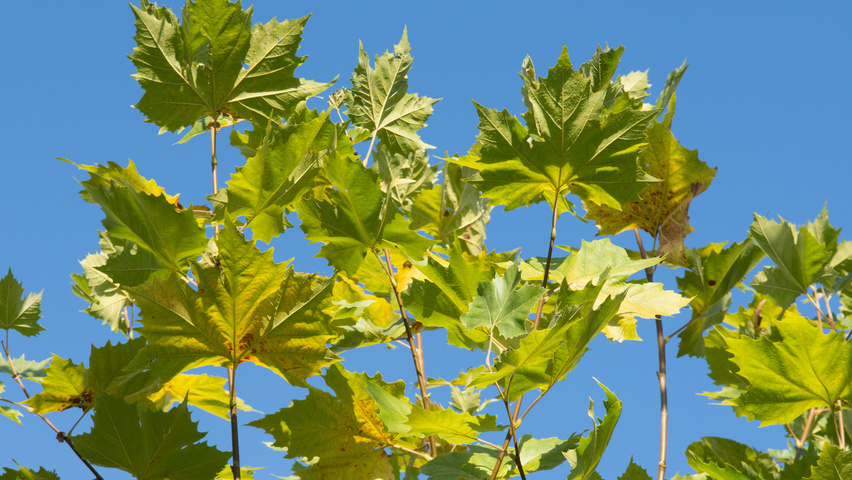 Platanus x hispanica 'Huissen' leaves