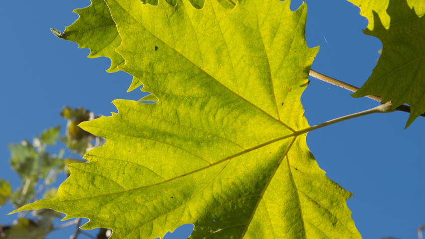 Platanus x hispanica 'Huissen' leaves