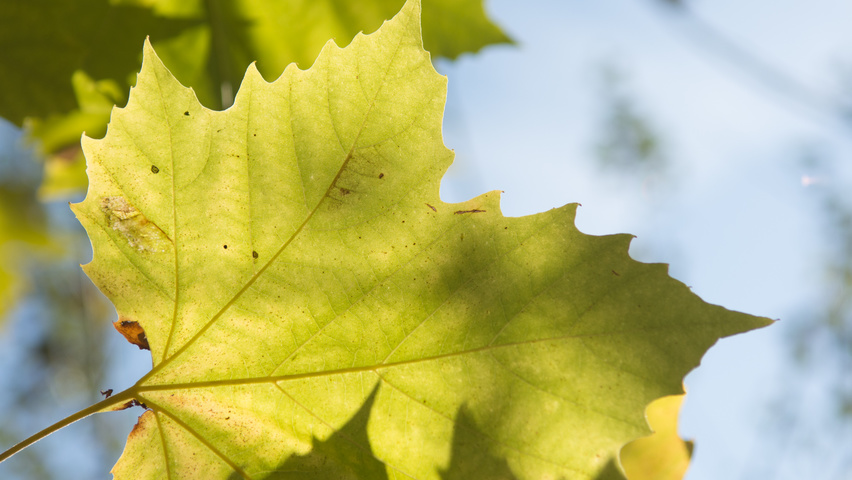 Platanus x hispanica 'Huissen' leaves