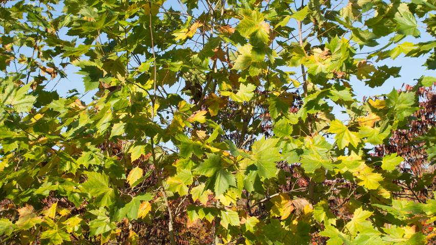 Platanus x hispanica 'Huissen' multi-stem