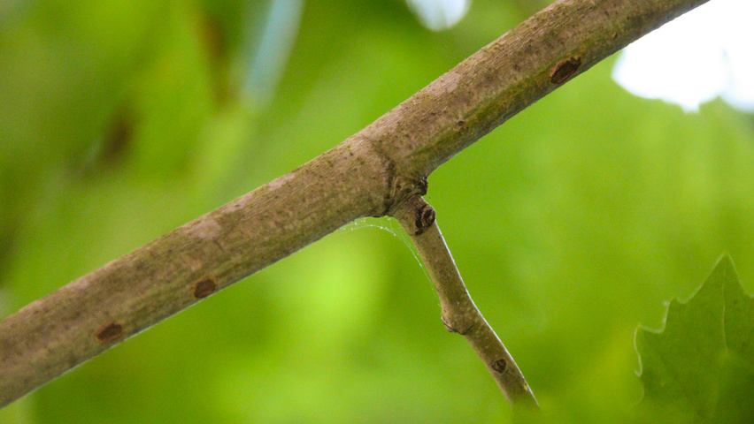 Platanus x hispanica 'Huissen' twigs