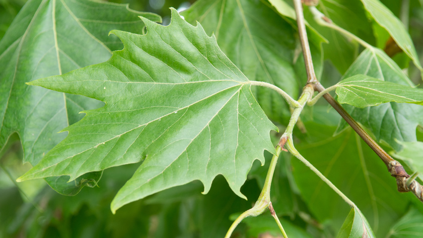 Platanus x hispanica Feuilles