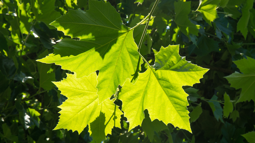 Platanus x hispanica Feuilles