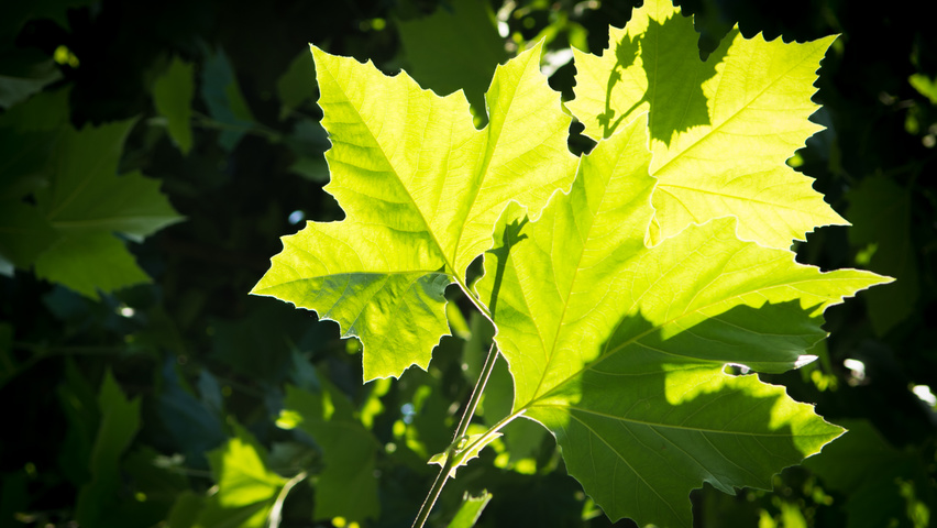 Platanus x hispanica Feuilles