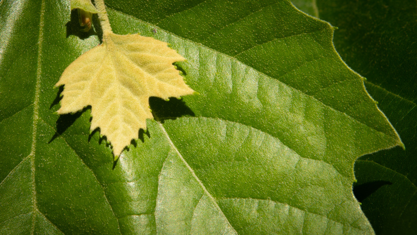 Platanus x hispanica Feuilles