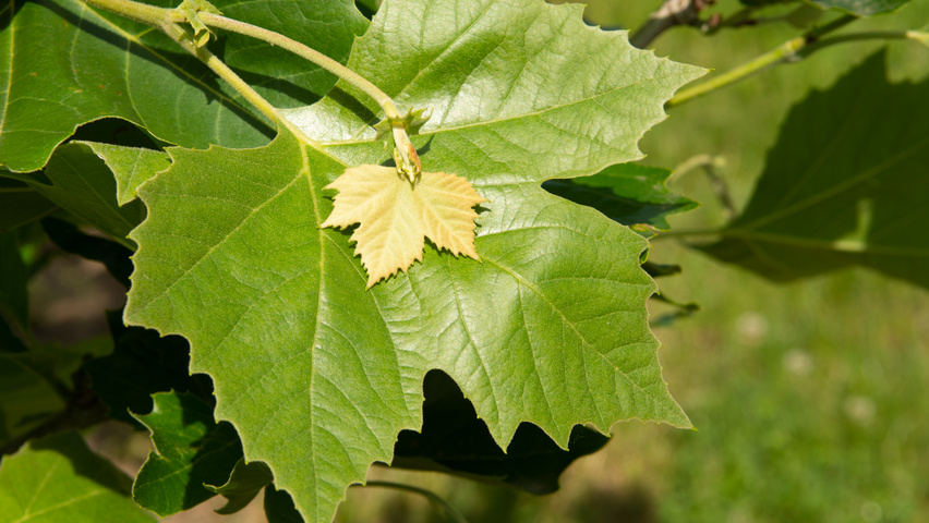 Platanus x hispanica Feuilles