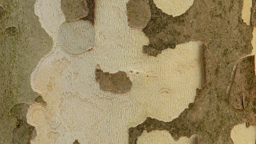 Platanus x hispanica 'Malburg' bast