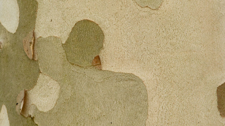 Platanus x hispanica 'Malburg' bast