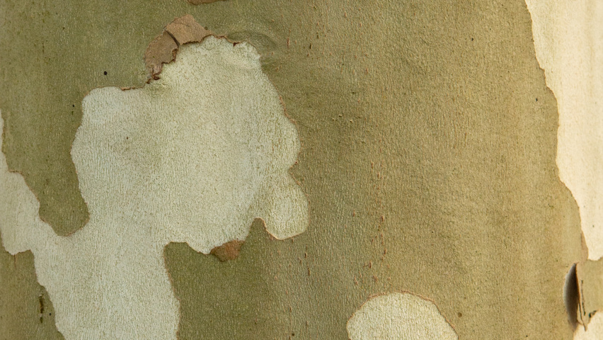 Platanus x hispanica 'Malburg' bast