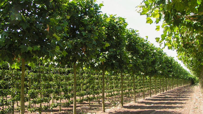 Platanus x hispanica 'Malburg' blok