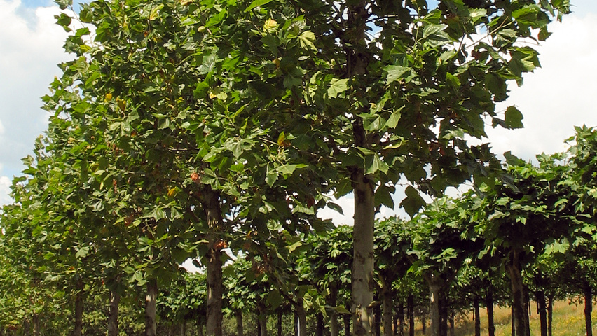 Platanus x hispanica 'Malburg' blok