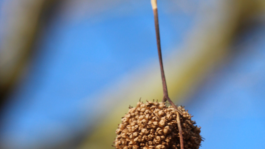 Platanus x hispanica 'Malburg' vrucht