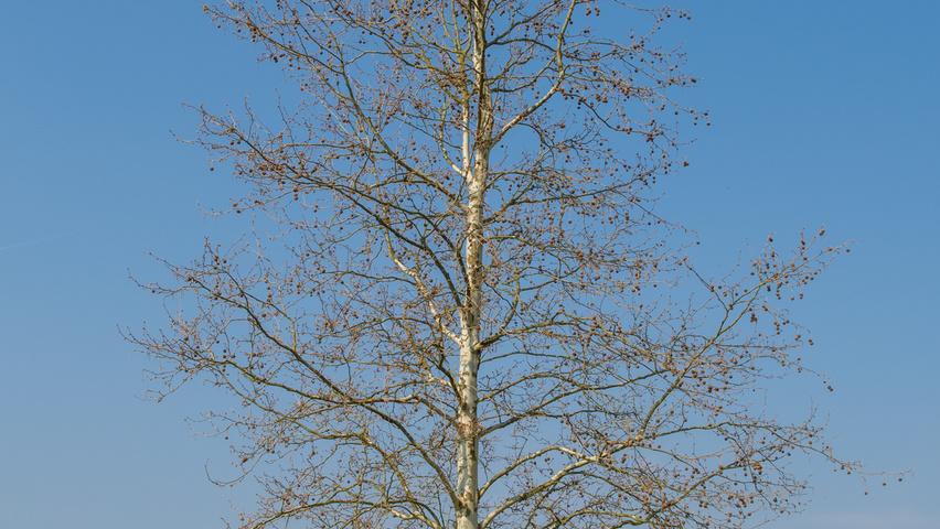 Platanus x hispanica 'Malburg' hoogstam