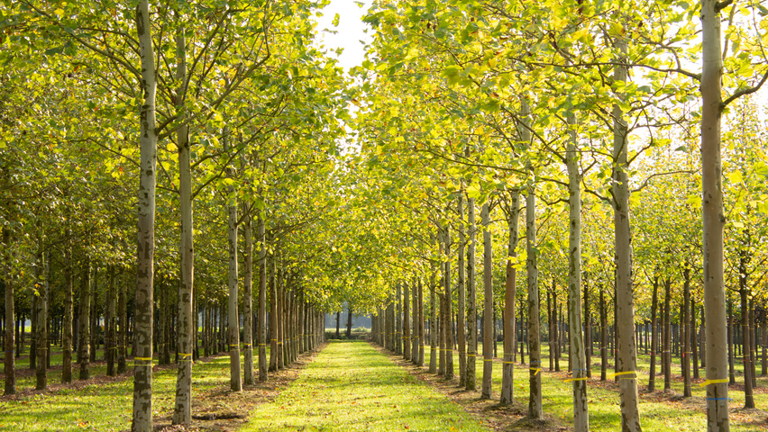 Platanus x hispanica 'Malburg' hoogstam