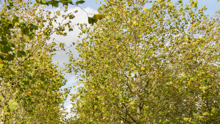 Platanus x hispanica 'Malburg' hoogstam