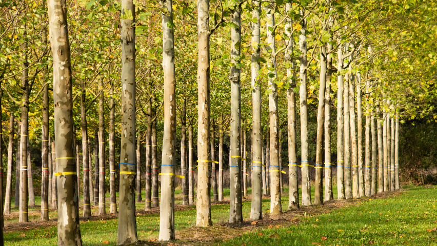 Platanus x hispanica 'Malburg' hoogstam