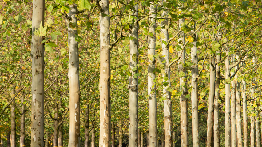 Platanus x hispanica 'Malburg' hoogstam