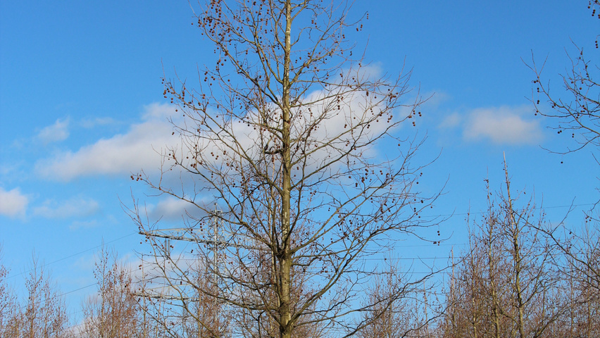 Platanus x hispanica 'Malburg' hoogstam