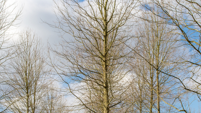 Platanus x hispanica 'Malburg' hoogstam