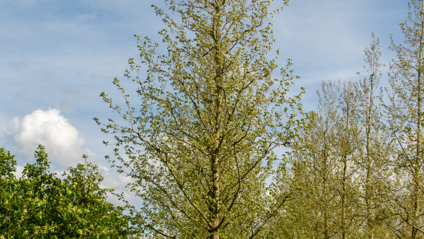 Platanus x hispanica 'Malburg' hoogstam